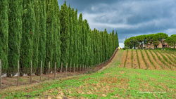 toscana